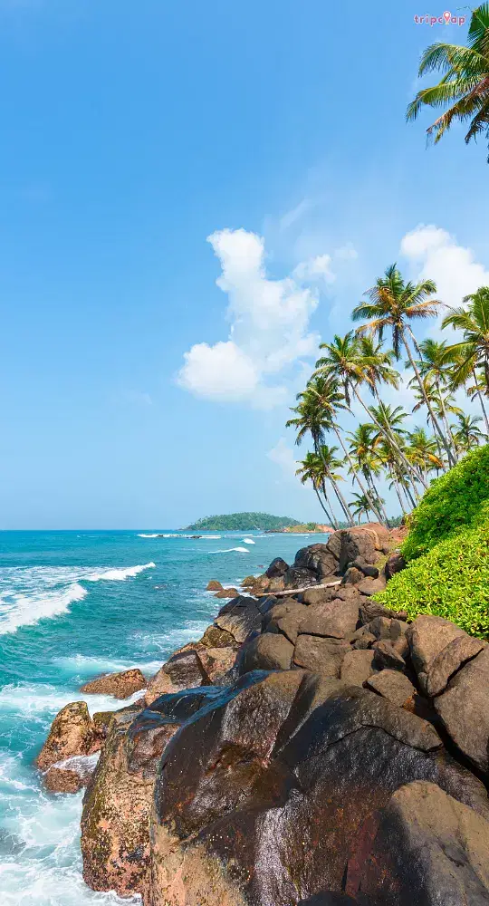 Coconut trees in beach of Goa with sand and waves