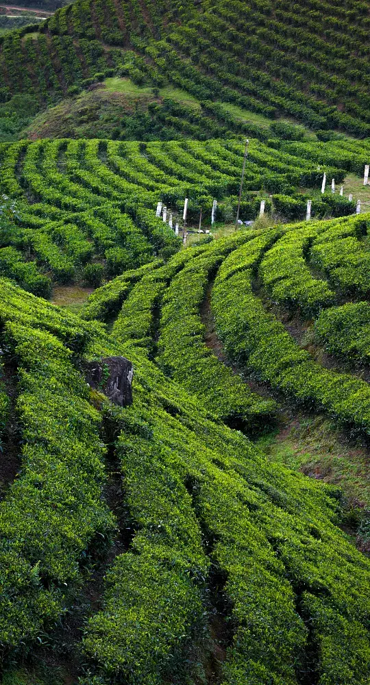 greenery in munnar