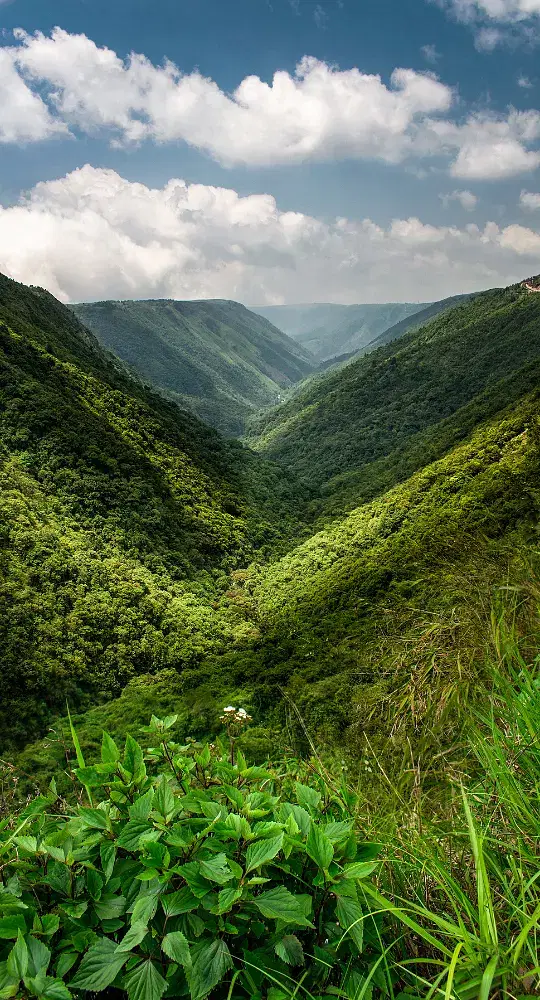 A tranquil river scene in Meghalaya, surrounded by lush green forests