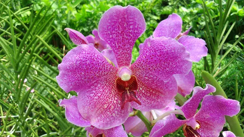 National Orchid Garden