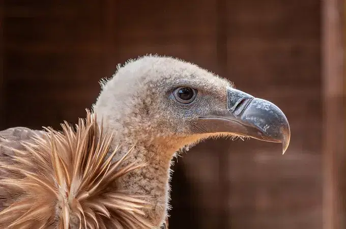 Himalayan Bird Park