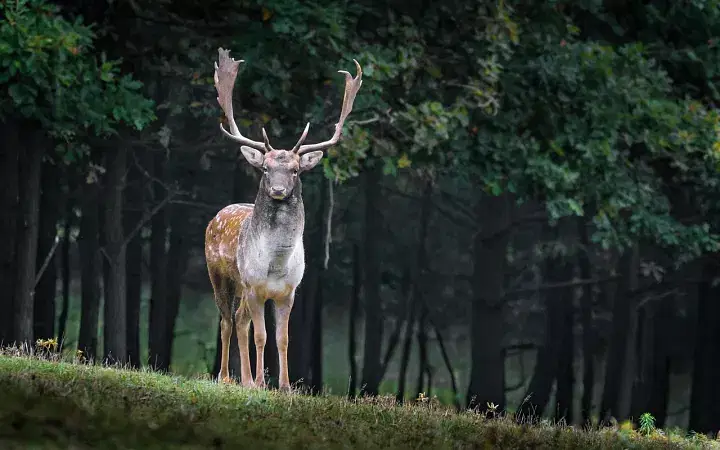 Manali Sanctuary