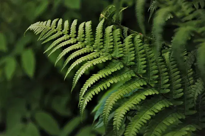 Eravikulam Rajamalai National Park