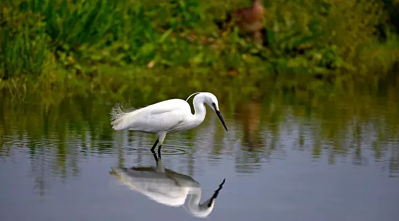 Salim Ali Bird Sanctuary