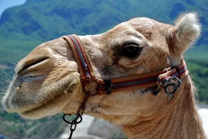 Bactarian Camel Safari Nubra Valley