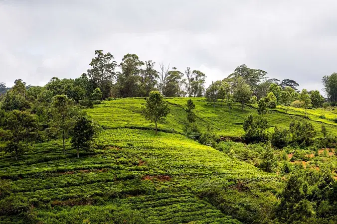 Kotagiri Coonoor