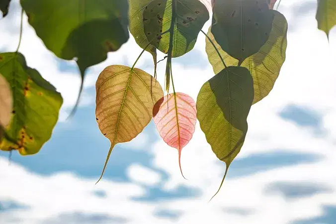 The Bodhi tree