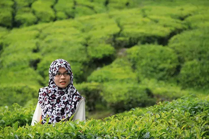 Cameron Highlands