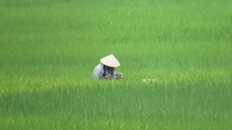 Mai Chau