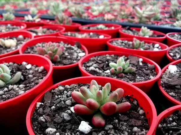 Cactus Nursery