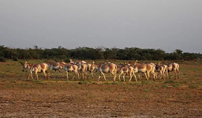 Indian Wild Ass Sanctuary