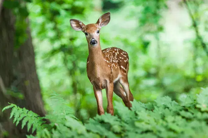 Nokrek National Park