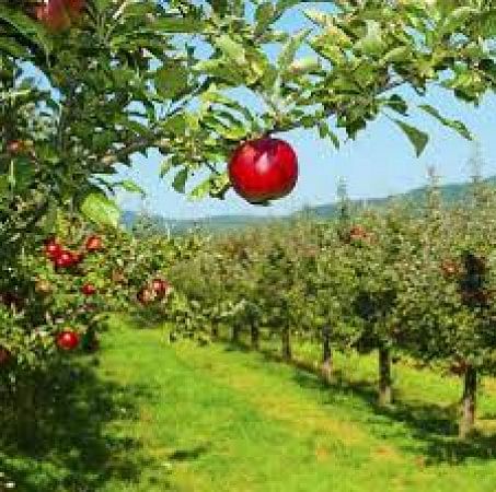 Apple Orchards