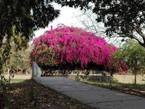 Bougainvillea Garden