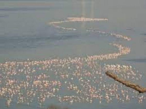 Chari Dhand Wetland Conservation Reserve