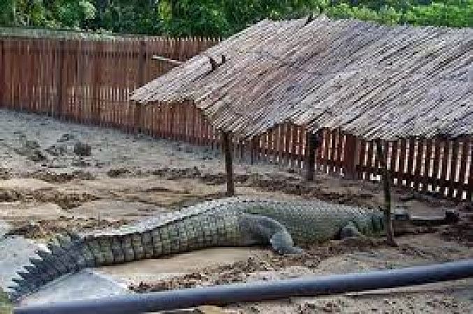 Crocodile Breeding Centre