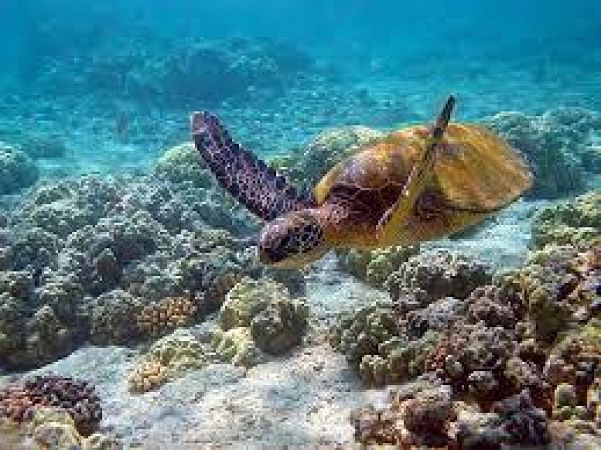 Gulf Of Mannar Marine National Park