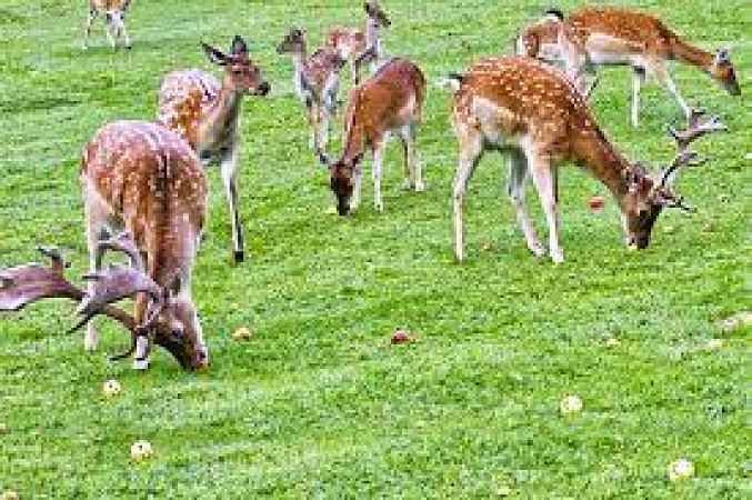 Kanchula Korak Musk Deer Sanctuary