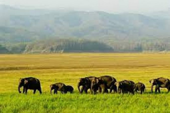 Manas National Park