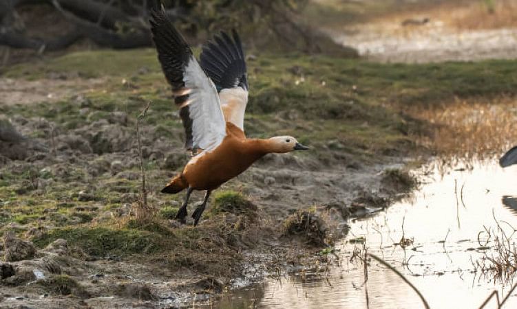 National Chambal Wildlife Sanctuary