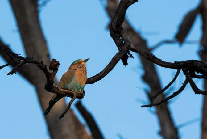 Pench National Park