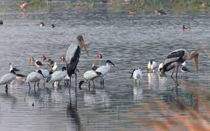 Sultanpur Bird Sanctuary