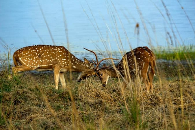 Tadoba National Park