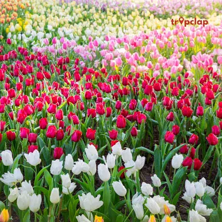 Tulip Festival Kashmir 2025, Date, Location, Things to do