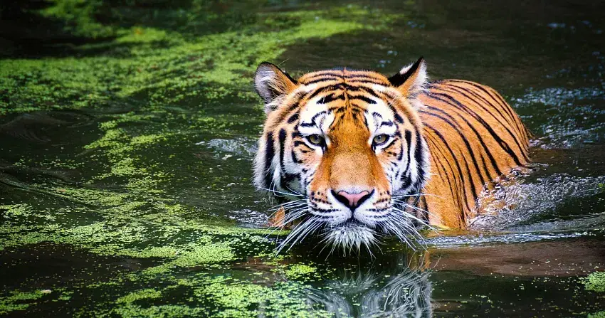 International Tiger Day 2025: Celebrating Conservation Efforts and Awareness